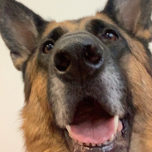 Meet your Posher, Addi - Picture 1 of 1